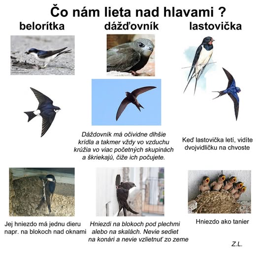 Rozdiely medzi Dážďovník a jeho dlhé krídla